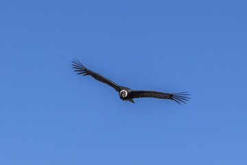 The Condor soars above the mountains