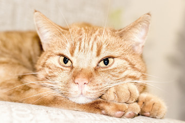 Gelbe Katze entspannt 1