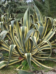 piante