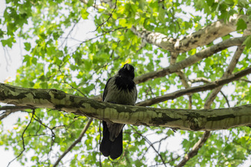 Beautiful and proud crow sitting on a branch