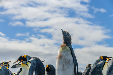 King Penguins on South Georgia