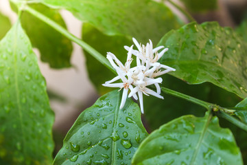 Coffee tree blossom with white color flowers