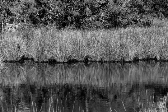 Florida Marshland landscape black and white image