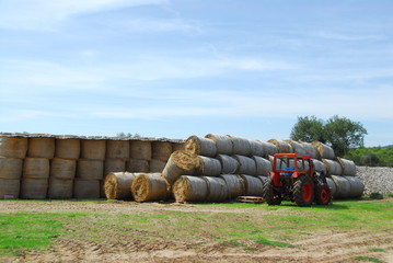 Obraz premium Tractor brings the bales of hay to the farm