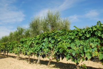 Fototapeta na wymiar red wine grapes in the vineyard