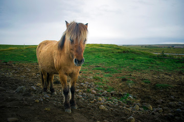 Gorgeous beige Icelandic horse on pasture while grazing. Overcast summer nature. 