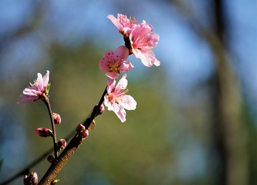 Pink peach blossoms blooming in late Winter on the garden background, GA USA.