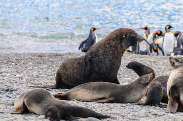 Fototapeta premium Fur Seals on Salisbury Plains, South Georgia