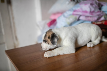 cute spotted puppy lying on the table