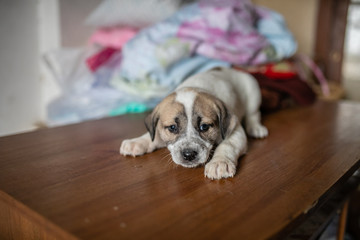 cute spotted puppy lying on the table