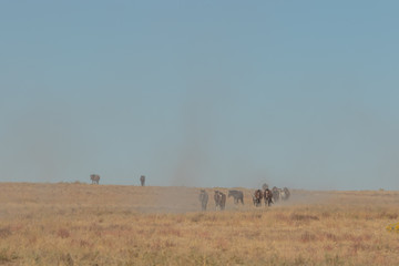 Obraz premium Herd of Wild Horses in the Utah Desert