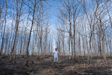 man walking in the wood with leafless tree