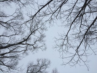 Dry tree branches against grey winter sky Dry tree branches on sky background. Photography