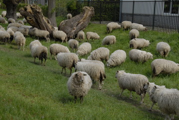 lots of sheep