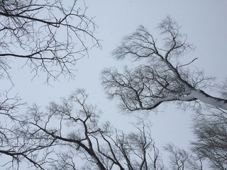Dry tree branches against grey winter sky Dry tree branches on sky background. Photography