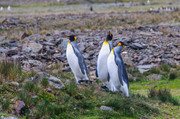 Three King Penguins at Fortuna Bay