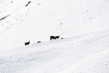 Il branco di camosci,sulla montagna innevata