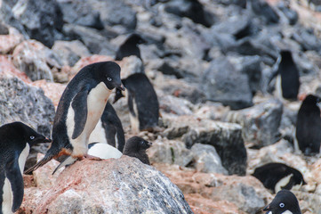 Fototapeta premium Adelie Penguins on Paulet Island