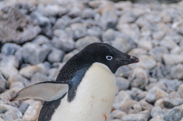 Fototapeta premium Adelie Penguins on Paulet Island