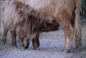 Scottish Highland cow with calf