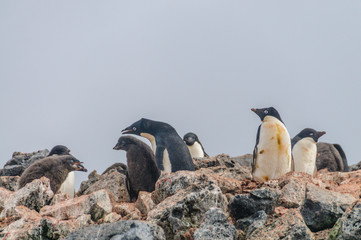 Obraz premium Adelie Penguins on Paulet Island