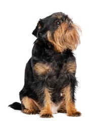 Belgian Griffon, Brussels Griffon dog on Isolated white Background in studio
