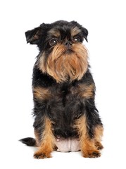 Belgian Griffon, Brussels Griffon dog on Isolated white Background in studio