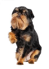 Belgian Griffon, Brussels Griffon dog on Isolated white Background in studio