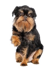 Belgian Griffon, Brussels Griffon dog on Isolated white Background in studio