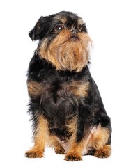 Belgian Griffon, Brussels Griffon dog on Isolated white Background in studio