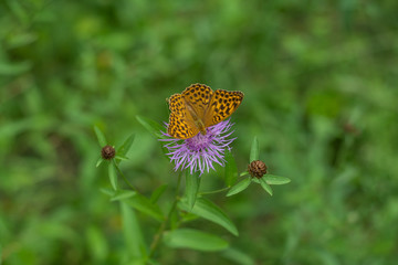 Butterfly on a flower top view