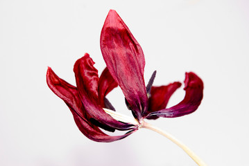 Vertrocknete Tulpe