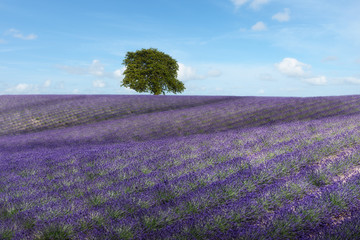 Naklejka na ściany i meble lavender field with tree