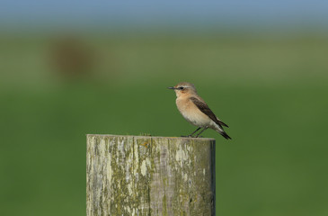 A stunning Wheatear (Oenanthe oenanthe) perched on a post in Orkney, Scotland.