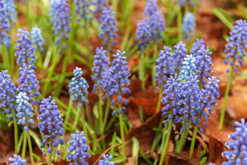 Grape Hyacinth Muscari armeniacum flower