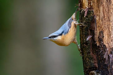 Nuthatch