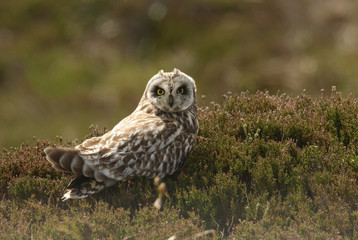 A stunning Short-eared Owl (Asio flammeus) perched on heather in the Orkney Island, Scotland.
