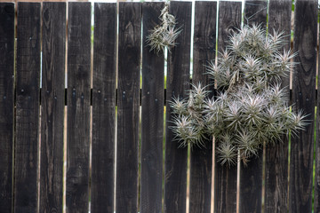 Plant growing against fence