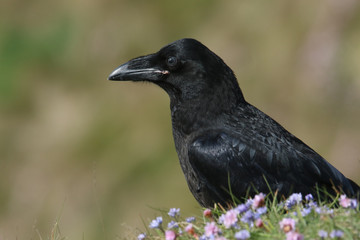 A beautiful young Raven (Corvus corax) perched on the clifftop on Orkney, Scotland surrounded by wildflowers.