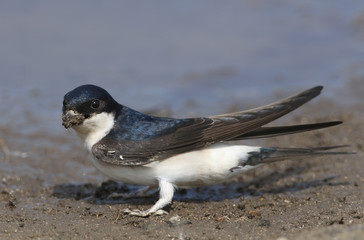 A beautiful House Martin (Delichon urbica) at the side of a puddle with a beak full of mud to make...