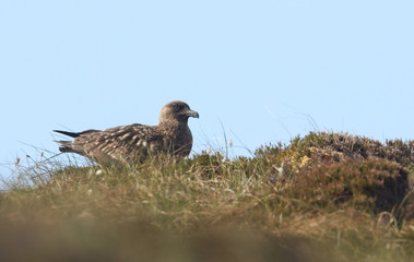 A rare Great Skua (Catharacta skua) sitting on top of a hillside on the Orkney Island of Hoy, Scotland.