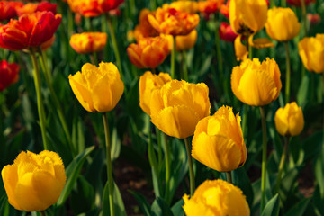 Fototapeta premium Yellow Fringed Tulipa Crystal Star. Colorful Tulip flower fields.