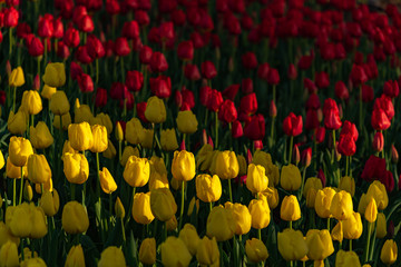 Yellow Triumph Tulipa Kikomachi. Colorful Tulip flower fields.