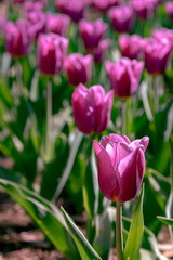 Purple Triumph Tulipa Copex. Colorful Tulip flower fields.