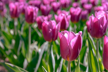 Purple Triumph Tulipa Copex. Colorful Tulip flower fields.