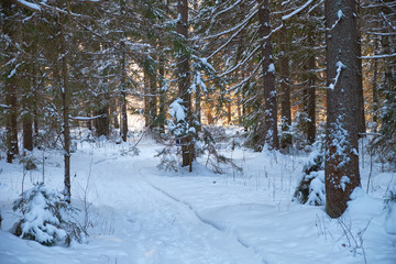 nature winter forest snow