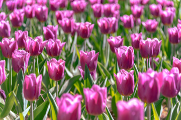 Purple Triumph Tulipa Copex. Colorful Tulip flower fields.