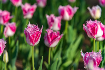 Pink Fringed Tulipa Huis Ten Bosch. Colorful Tulip flower fields.