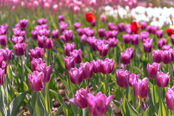 Purple Triumph Tulipa Copex. Colorful Tulip flower fields.