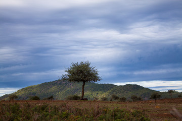 &Aacute;rbol solitario, Gran Canaria, Lomo del Palo